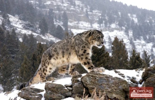 Wildlife of Kyrgyzstan