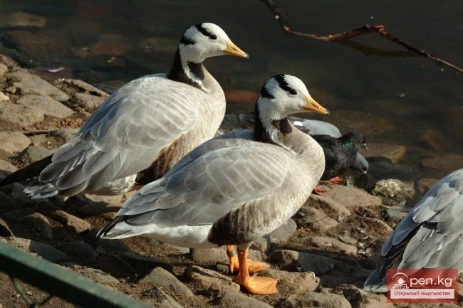 Mountain geese of Kyrgyzstan