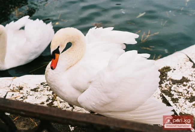 Swans of Kyrgyzstan
