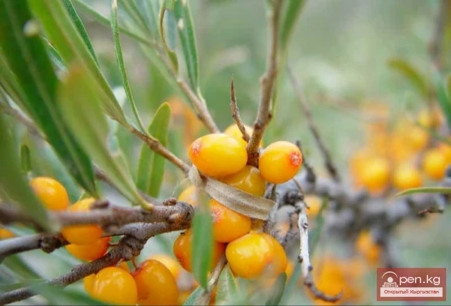 Растительный мир Кыргызстана