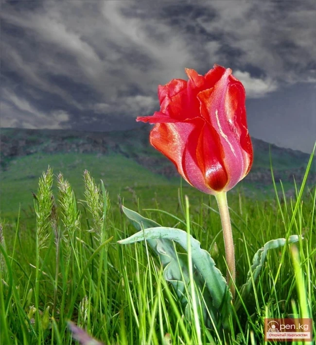Тюльпан