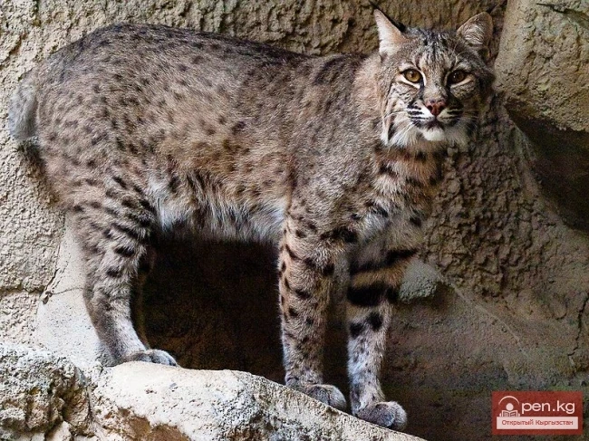 What is the Red Book?