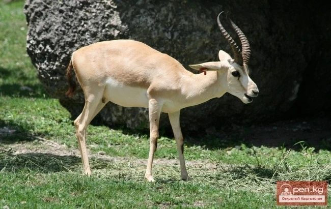 Gazelle