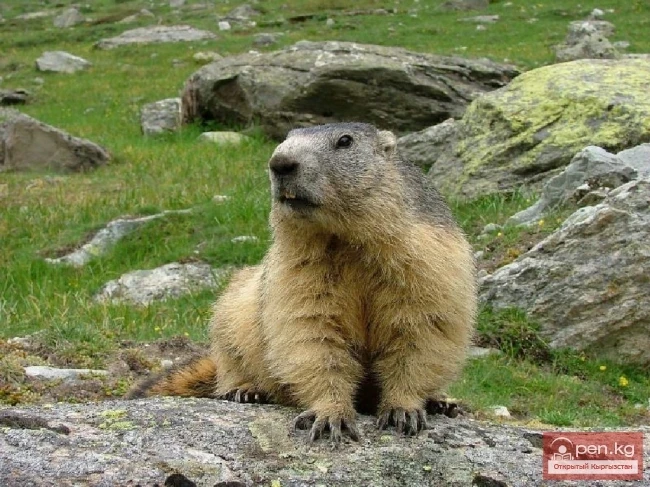 Menzbir's Marmot
