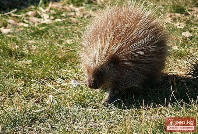 Porcupine