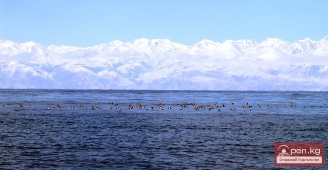 Ысык-Көл көлү