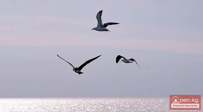 Wildlife of Kyrgyzstan