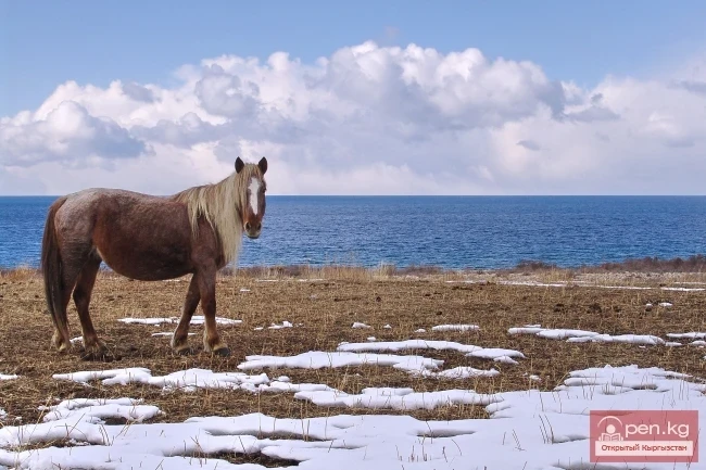 The Wildlife of Kyrgyzstan