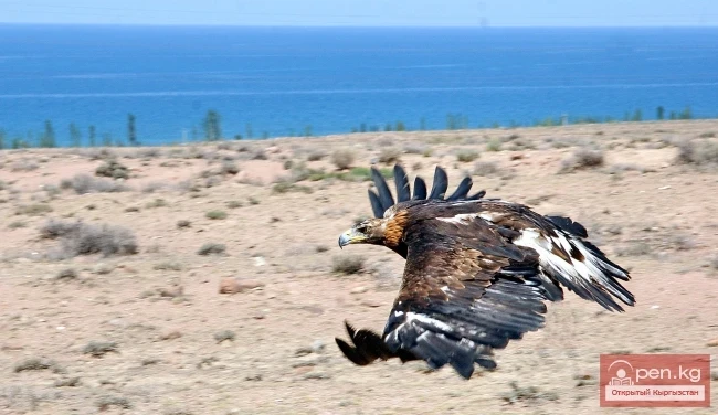 Wildlife of Kyrgyzstan