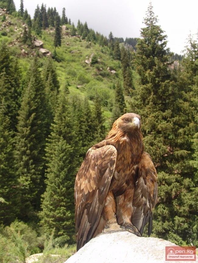 Wildlife of Kyrgyzstan