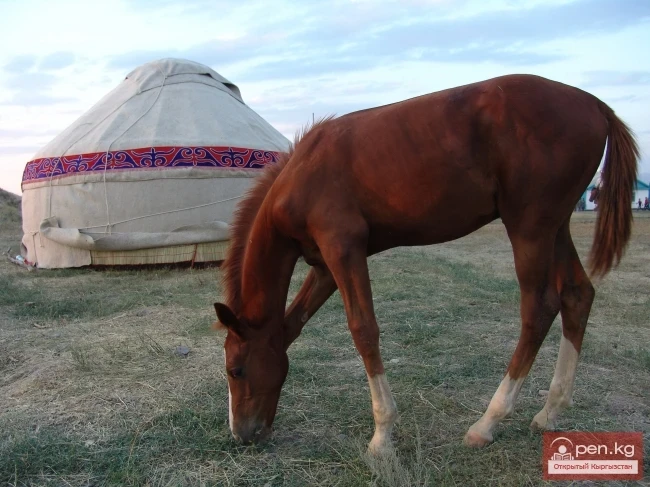Wildlife of Kyrgyzstan