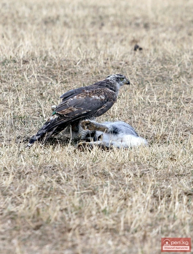 Wildlife of Kyrgyzstan