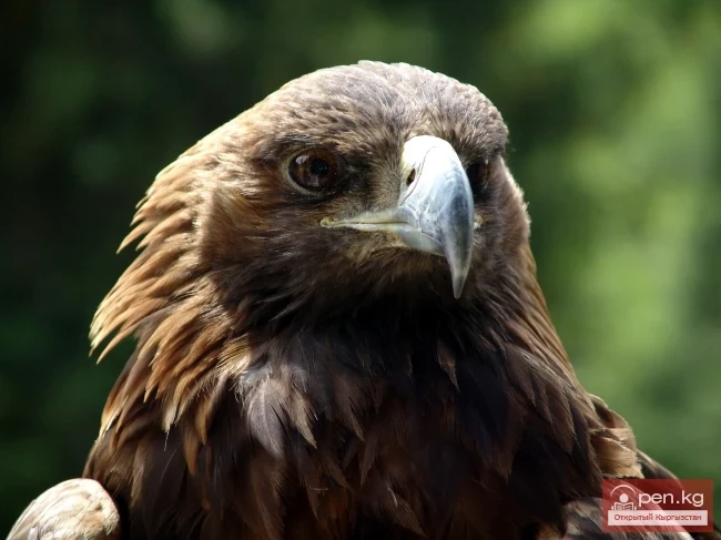 Животный мир Кыргызстана