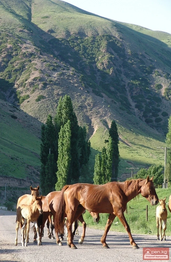 Wildlife of Kyrgyzstan