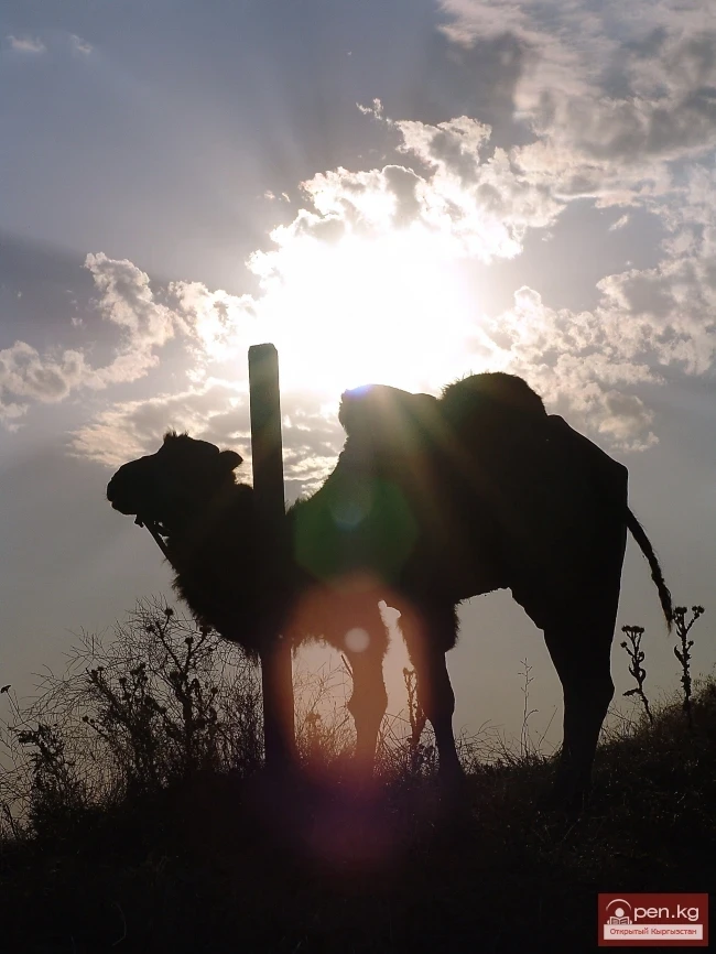 Wildlife of Kyrgyzstan