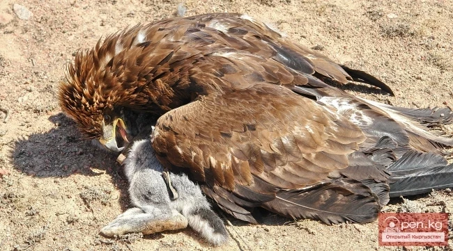 Wildlife of Kyrgyzstan