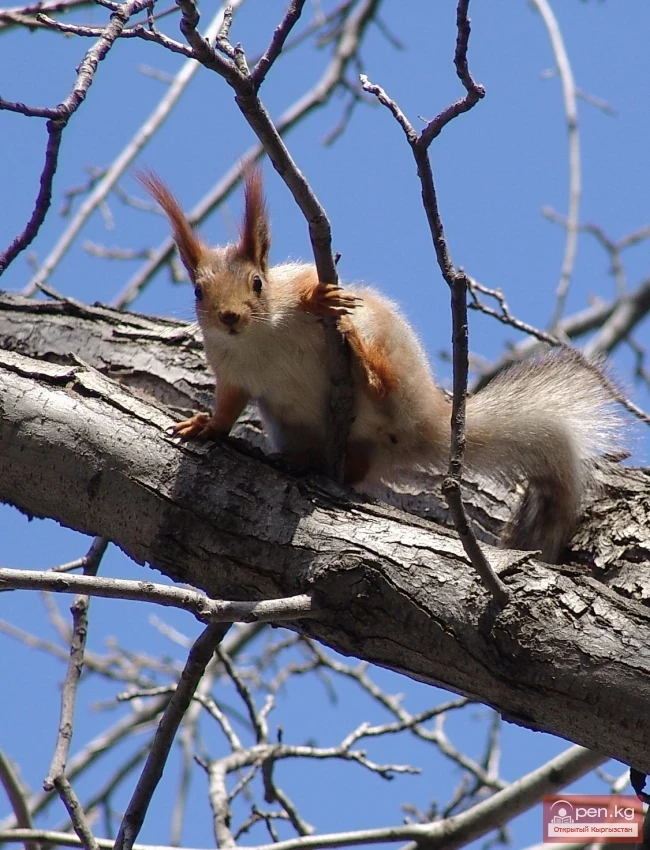 Wildlife of Kyrgyzstan