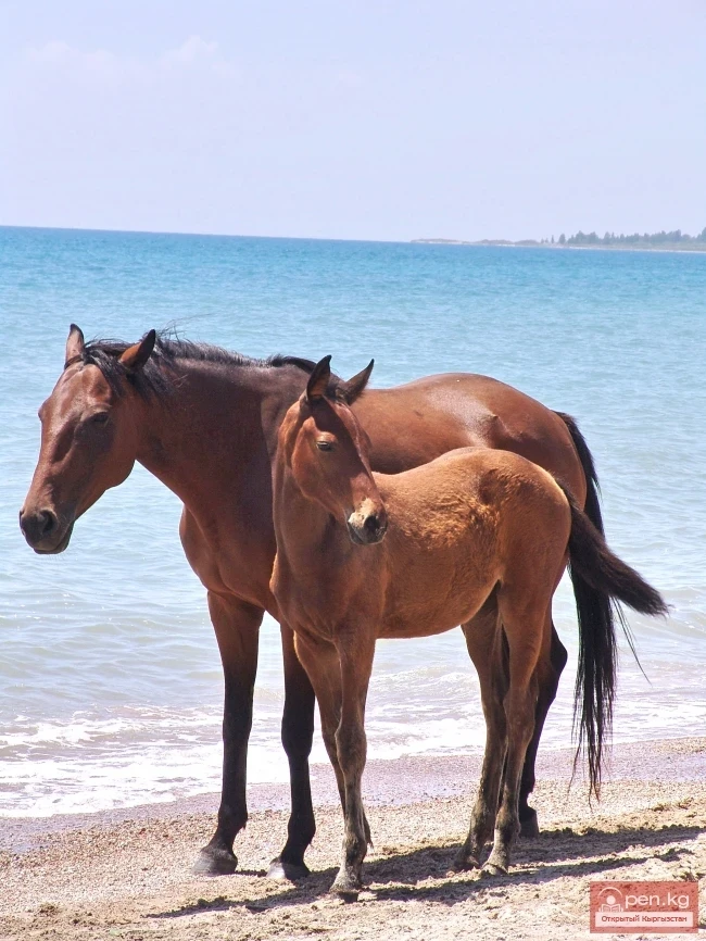 Wildlife of Kyrgyzstan