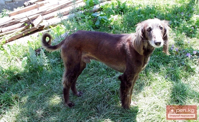 Wildlife of Kyrgyzstan