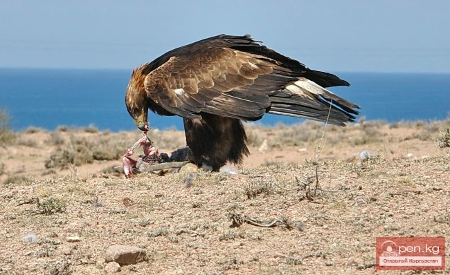 Wildlife of Kyrgyzstan