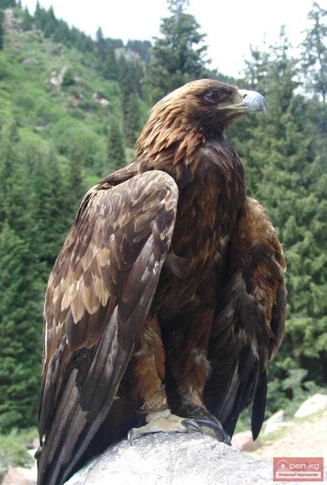 Wildlife of Kyrgyzstan