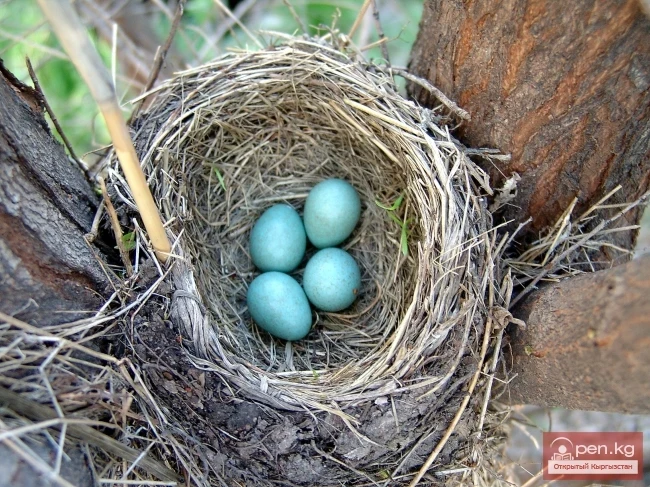 Wildlife of Kyrgyzstan