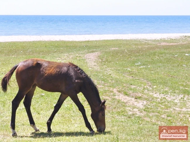 Wildlife of Kyrgyzstan
