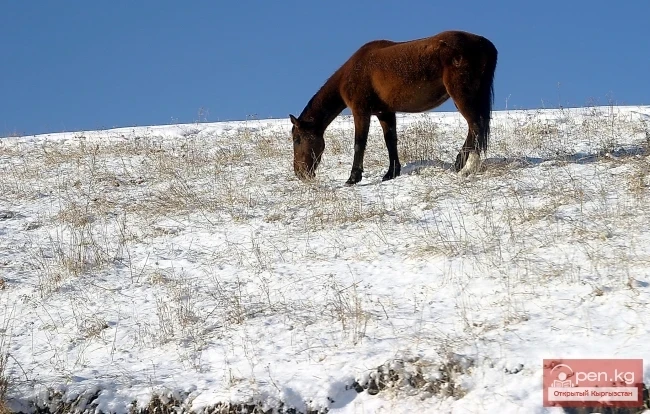 Wildlife of Kyrgyzstan