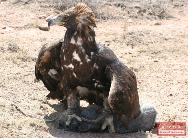 Wildlife of Kyrgyzstan