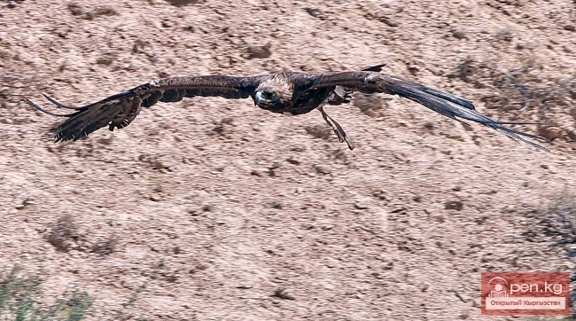 Wildlife of Kyrgyzstan