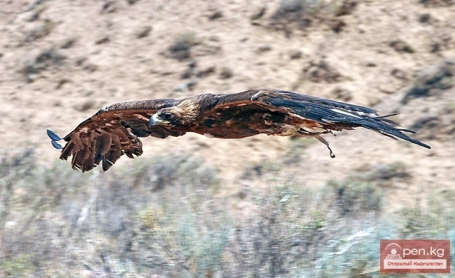 Wildlife of Kyrgyzstan