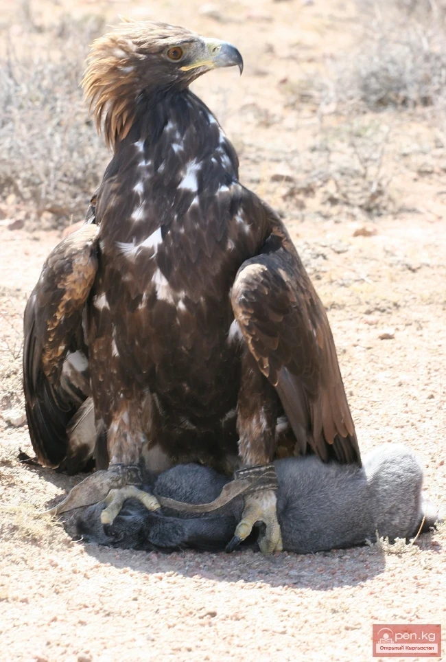 Wildlife of Kyrgyzstan