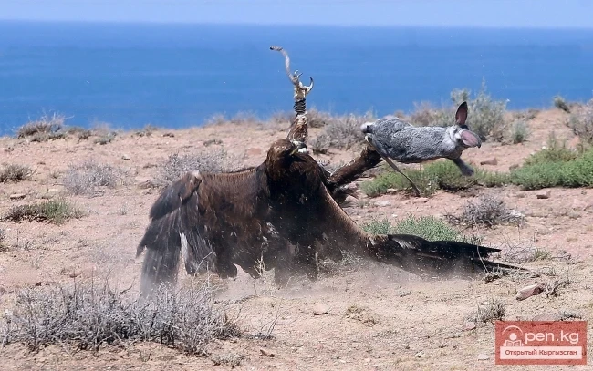 Wildlife of Kyrgyzstan