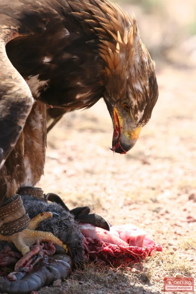 Wildlife of Kyrgyzstan