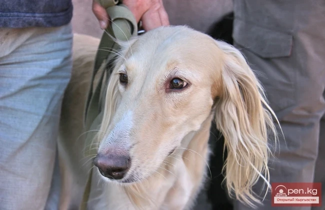 Wildlife of Kyrgyzstan