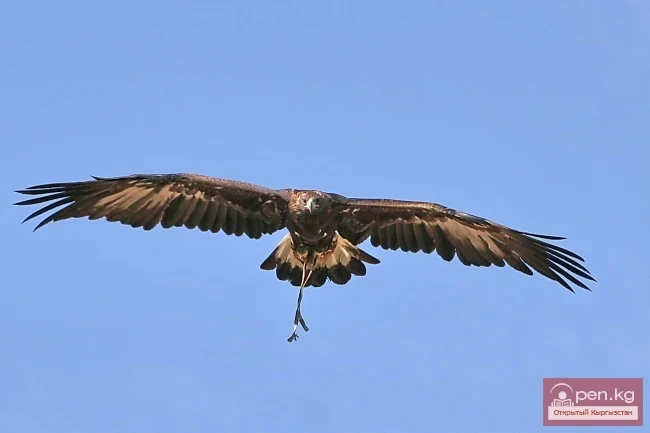 Wildlife of Kyrgyzstan