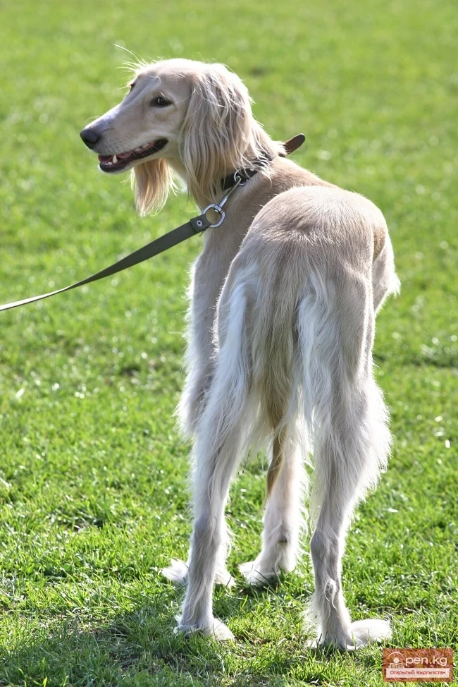 Wildlife of Kyrgyzstan