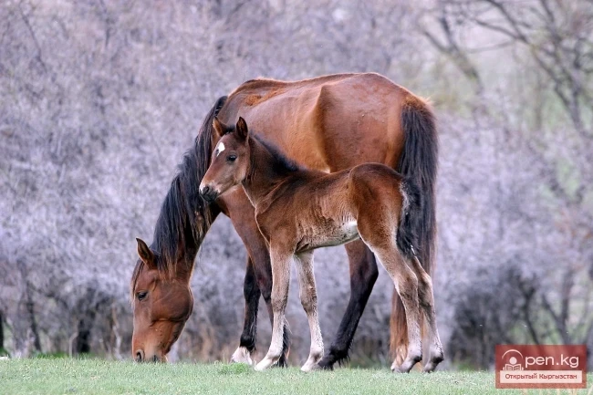 Wildlife of Kyrgyzstan