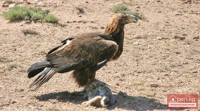 Wildlife of Kyrgyzstan