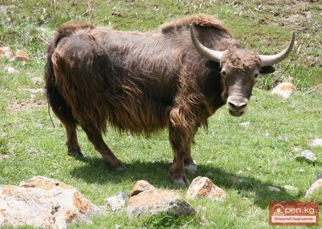 Wildlife of Kyrgyzstan