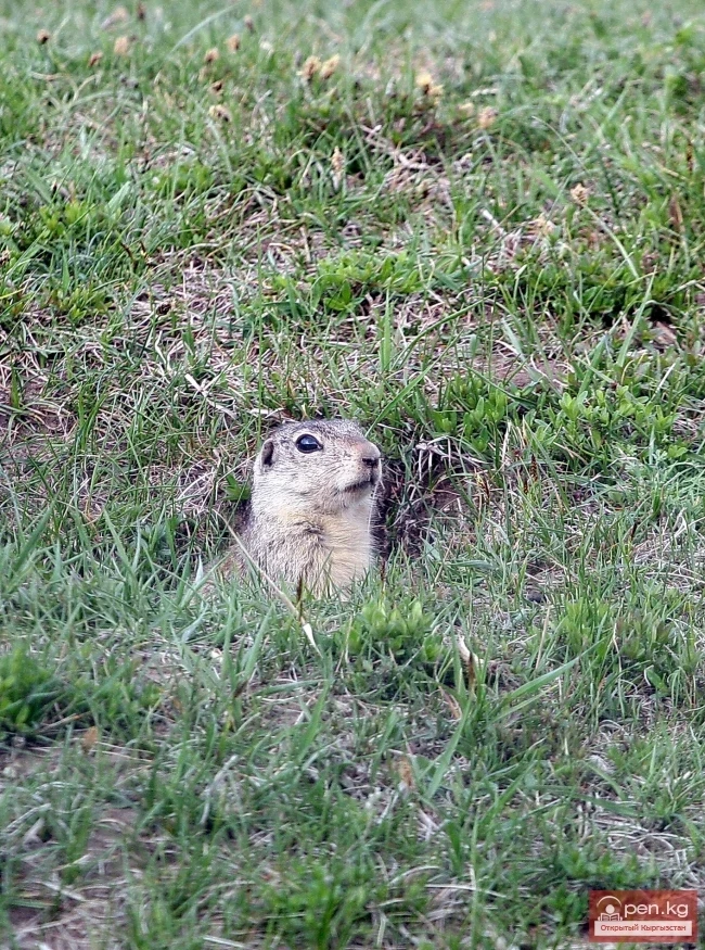 Wildlife of Kyrgyzstan