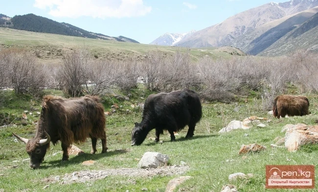 Wildlife of Kyrgyzstan