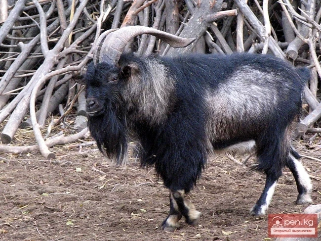 Wildlife of Kyrgyzstan