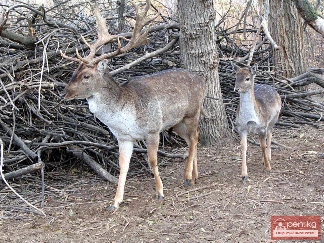 Wildlife of Kyrgyzstan