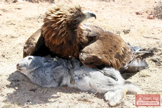 Wildlife of Kyrgyzstan