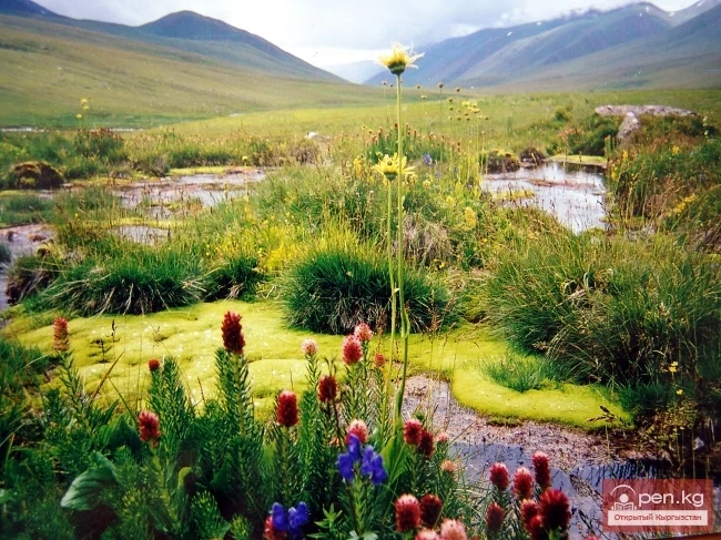 Nature of Kyrgyzstan