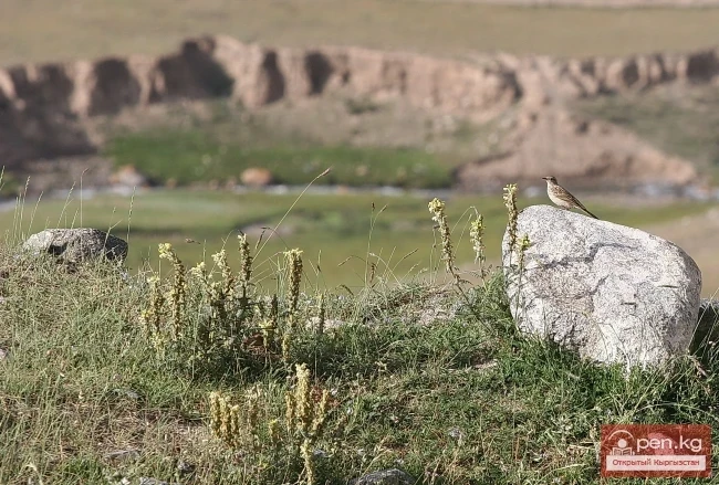 Nature of Kyrgyzstan