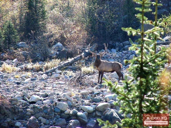 Wildlife of Kyrgyzstan
