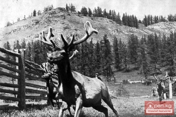 Natural Resources of the Kyrgyz in the 6th—18th Centuries