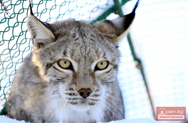 Каракол зоопаркы